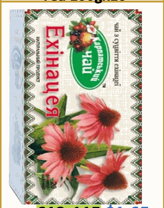 TEA KARPATHIAN ECHINACEA 27G